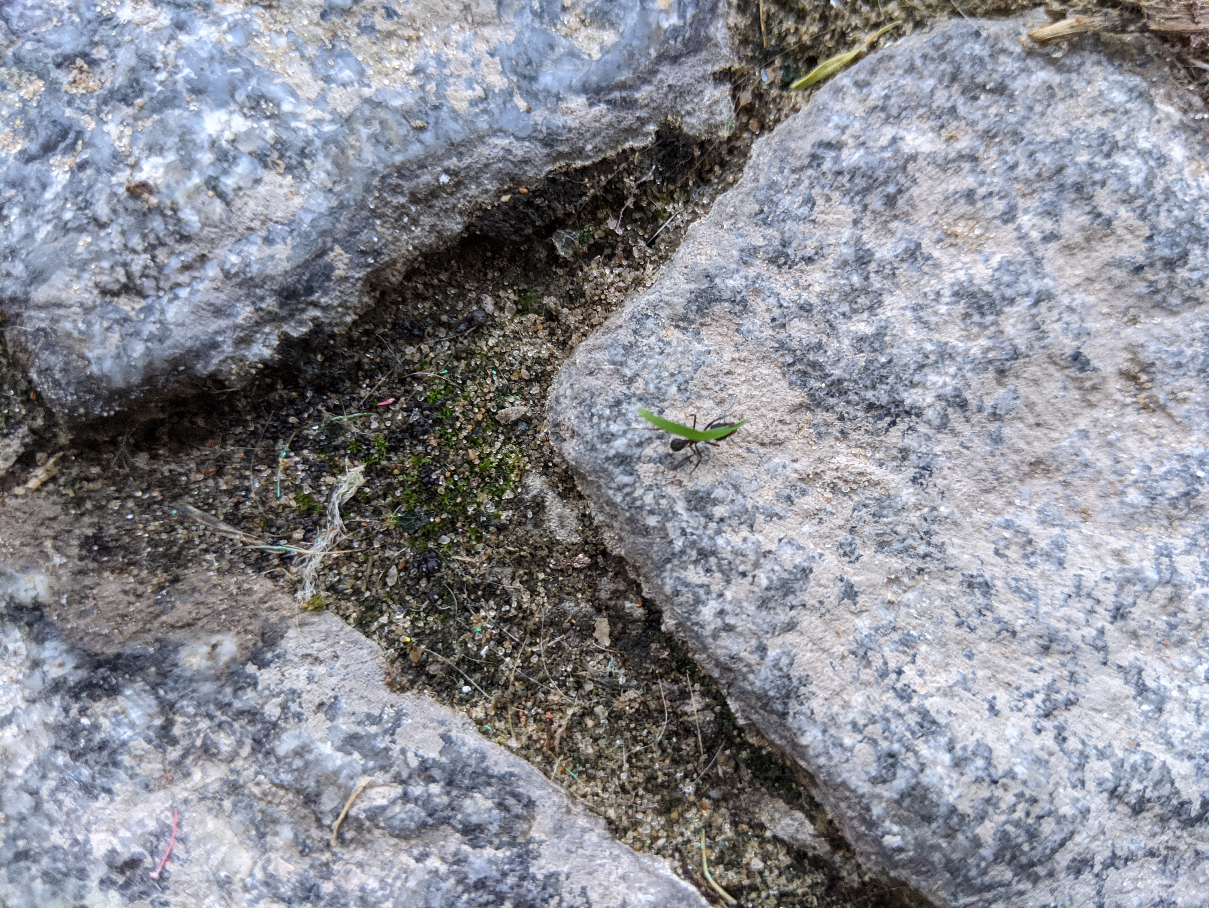 Cuarentena día 15 –  y vamos a por la segunda