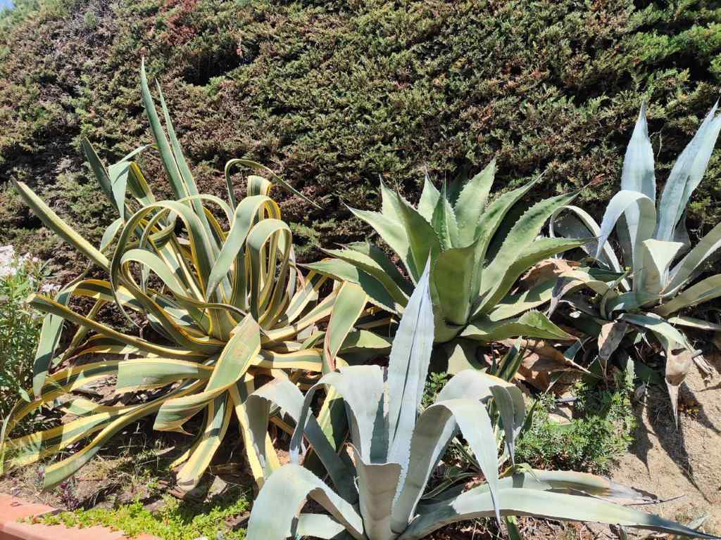 Desafíos y éxitos en la jardinería: combatiendo plagas y cuidando atzavares