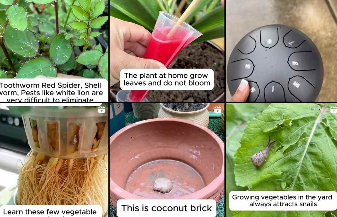 Consejos surrealistas para jardineros novatos