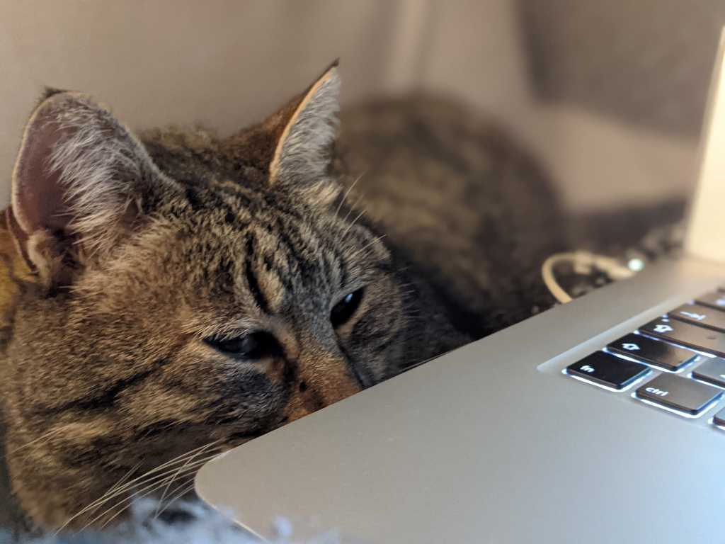 Siesta en compañía