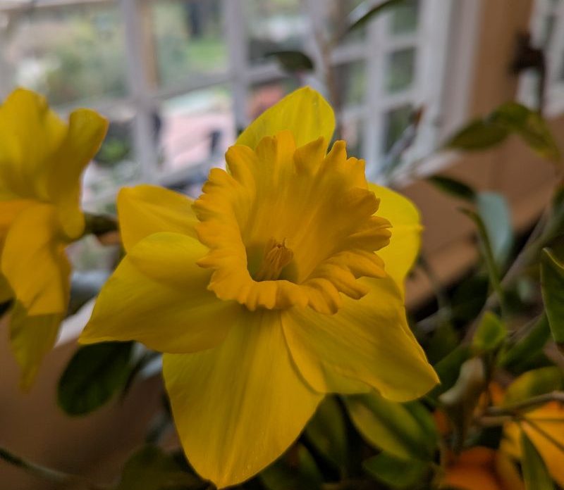 Plantas viajeras – segunda parte