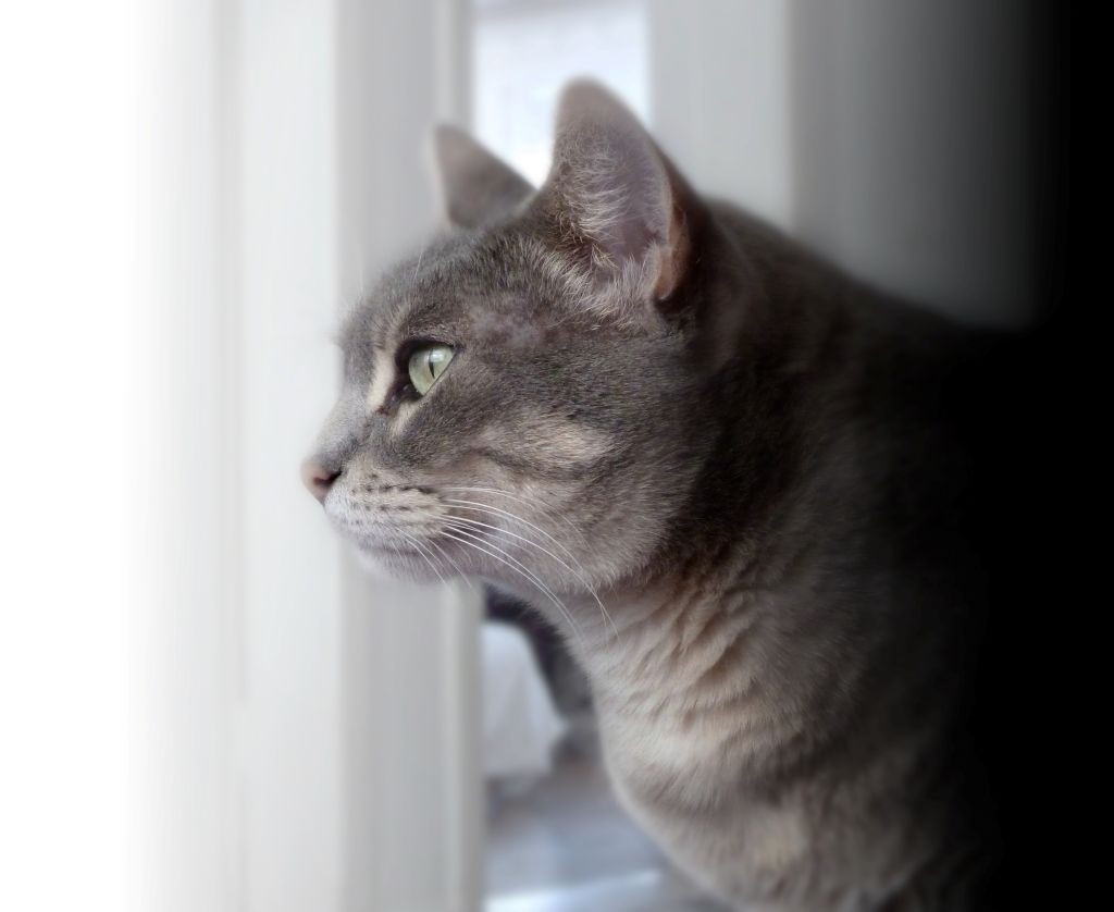 Sonna – el gato viajero